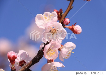 杏の花 4703462