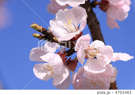杏の花 4703465