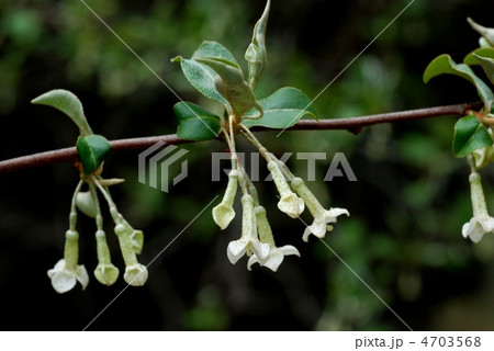 ナツグミ 4703568