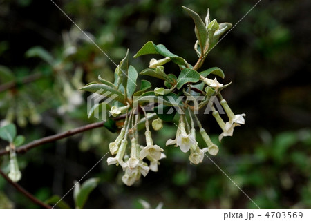 ナツグミ ナツグミ 4703569