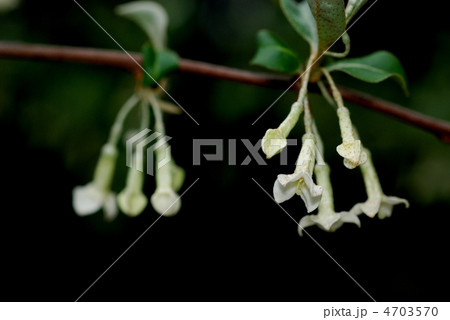 ナツグミ 4703570