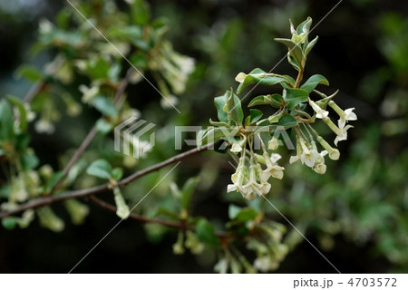 ナツグミ 4703572