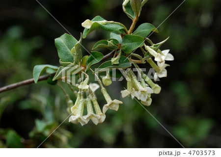 ナツグミ 4703573