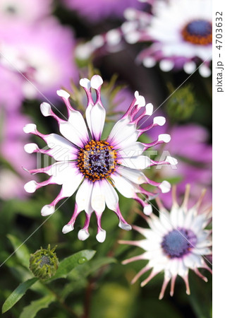 オステオスペルマムの花 オステオスペルマムの花 4703632