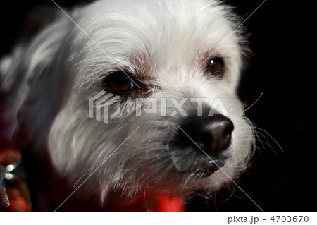 チャイニーズクレステッドドッグ 4703670