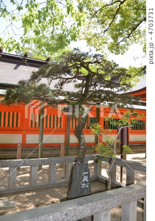 住吉神社御神木一夜松 4703731