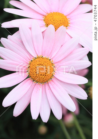 マーガレット 4703744