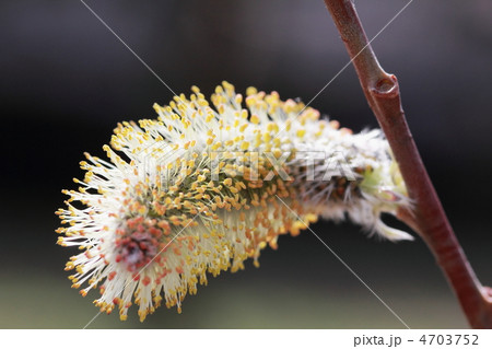 ネコヤナギの花 4703752