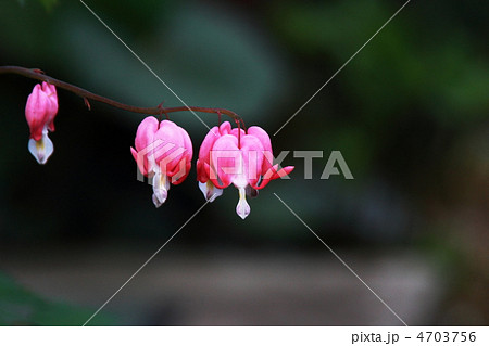 ケマンソウ、別名タイツリソウ 4703756