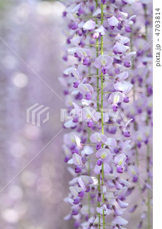 光に包まれた幻想的な雰囲気の長藤の花 4703814