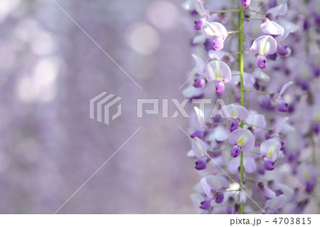 光に包まれた幻想的な雰囲気の長藤の花 4703815