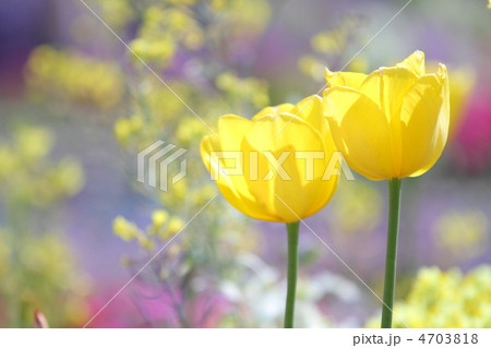 黄色の花をバックにした黄色のチューリップのアップ 4703818