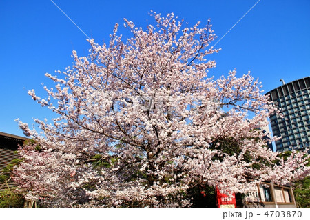 国立劇場前の桜（神代曙） 4703870