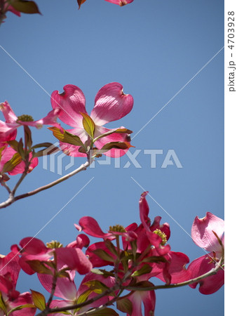 ハナミズキの花と青空 4703928