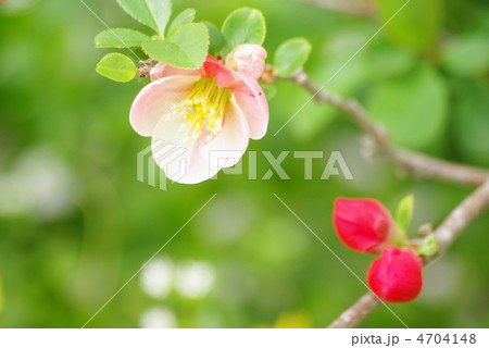 ボケの花 4704148