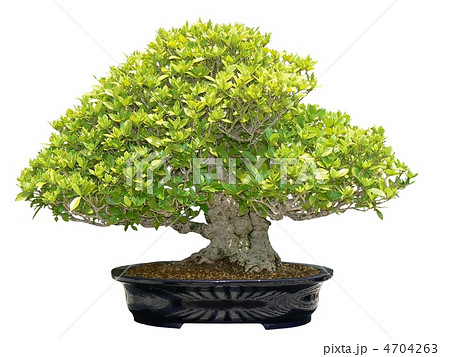 昭和記念公園盆栽苑のくちなし―樹高：７０ｃｍ 4704263