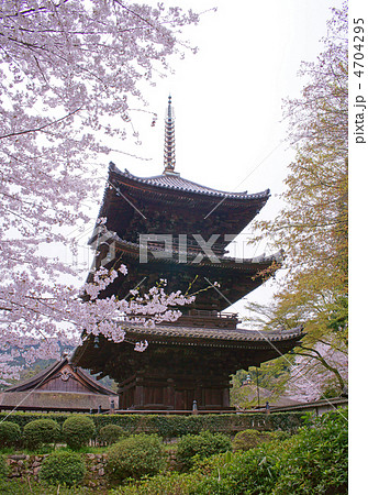 三井寺の桜3 4704295