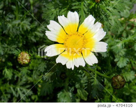 春菊の花（トウ立ち） 4704310