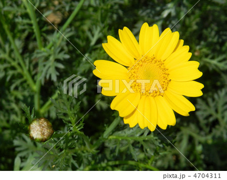 春菊の花（トウ立ち） 4704311
