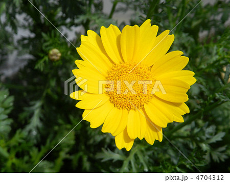 春菊の花（トウ立ち） 4704312