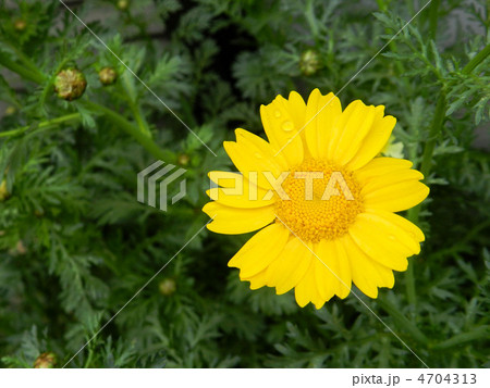 春菊の花（トウ立ち） 4704313