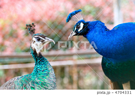 孔雀の夫婦 4704331