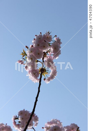 大阪造幣局の小手毬の桜 4704390