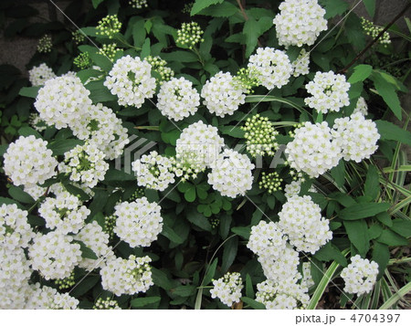 満開のこでまり 4704397