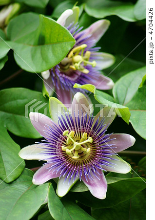 紫色の時計草 今何時? 紫色の時計草 今何時? 4704426