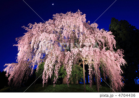合戦場のしだれ桜 夜桜 の写真素材