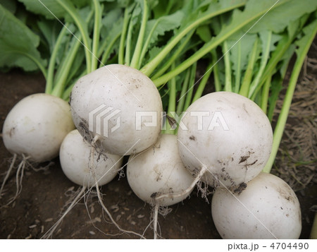 かぶ かぶ 4704490