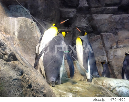 八景島シーパラダイスのペンギン 4704492