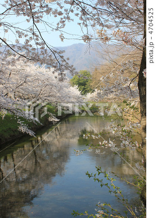 上田城本丸堀と桜　２０１２ 4704525