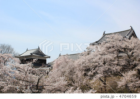上田城千本桜２０１２ 4704659