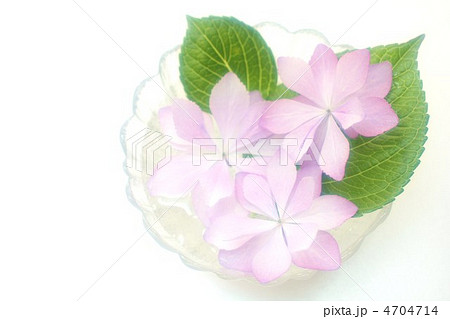 水に浮かべた紫陽花 水に浮かべた紫陽花 4704714