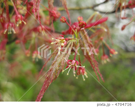 枝垂れもみじの花の写真素材