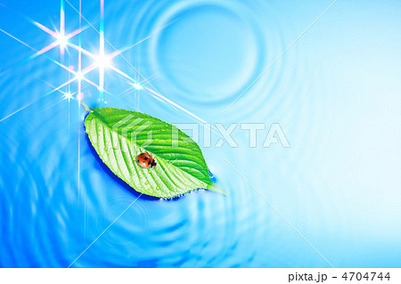 テントウ虫と葉っぱと水 4704744