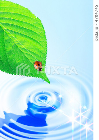 テントウ虫と葉っぱと水 テントウ虫と葉っぱと水 4704745