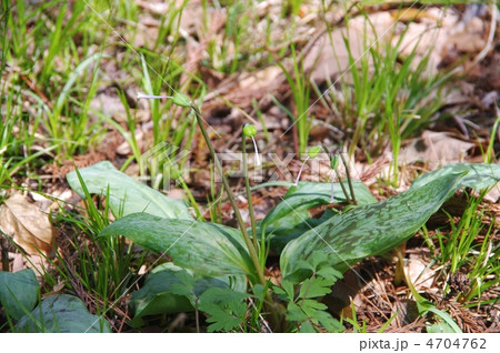 カタクリの種　カタクリの花　カタクリ 4704762