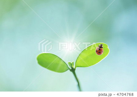 てんとう虫と葉っぱ 4704768