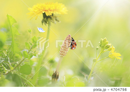 ツクシとてんとう虫 4704798