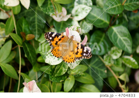 姫赤立羽　初雪葛で一休み 4704833