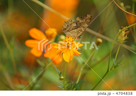 黄立羽と黄花秋桜　翅の裏は枯葉のよう 4704838