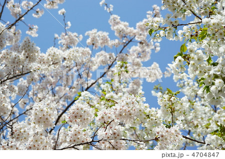桜　cherry blossoms 4704847
