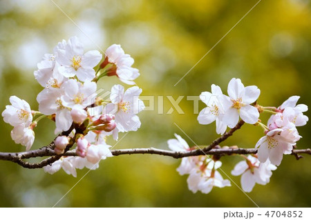 桜　cherry blossoms 4704852