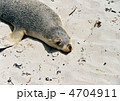 アザラシ 4704911