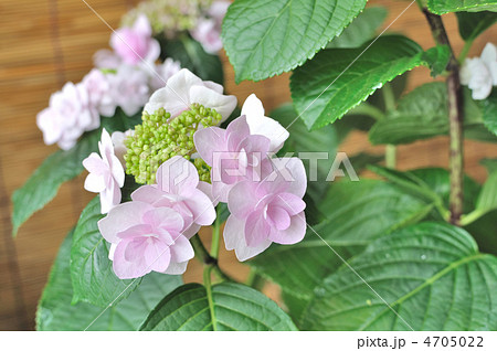 ガクアジサイ 4705022
