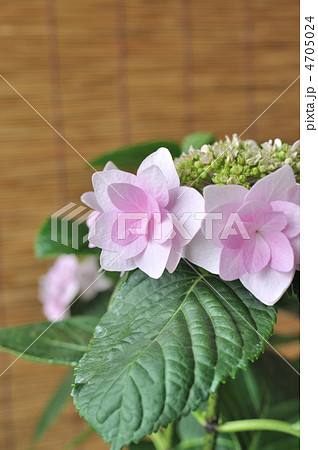 ガクアジサイ ガクアジサイ 4705024