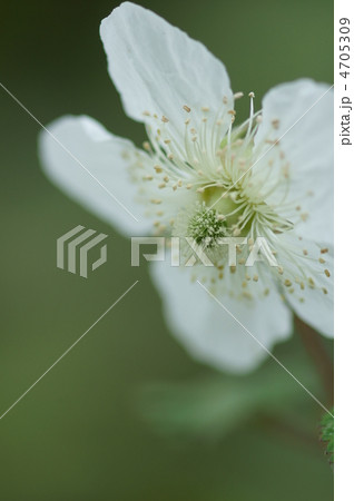 草苺 別名 早稲苺 わせいちご 丸い雌しべの写真素材