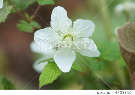草苺　別名　早稲苺（わせいちご）　可憐な花びら 4705310